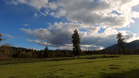 three pine trees on farm and clouds swooping past towards left in timelapse during late afternoon