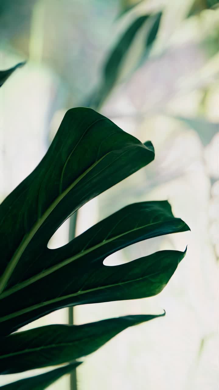 Primo piano di una foglia di Monstera con messa a fuoco morbida, per catturare l'eleganza naturale