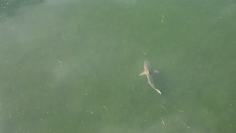 Small-Bull-Shark-swimming-in-Florida-shallows-