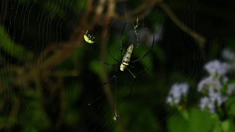 Araña-De-Madera-Gigante,-Nephila,-Parque-Nacional-Kaeng-Krachan,-Tailandia