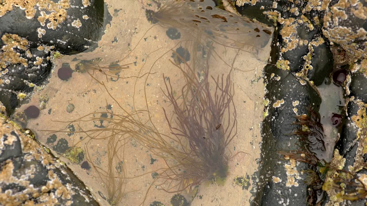 una toma panorámica lenta sobre aguas tranquilas en una piscina rocosa con percebes, lapas y algas marinas flotantes en escocia