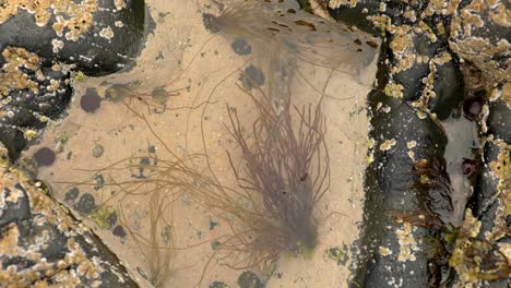 a slow panning shot over still water in a rock pool with barnacles, limpets and floating seaweed in scotland