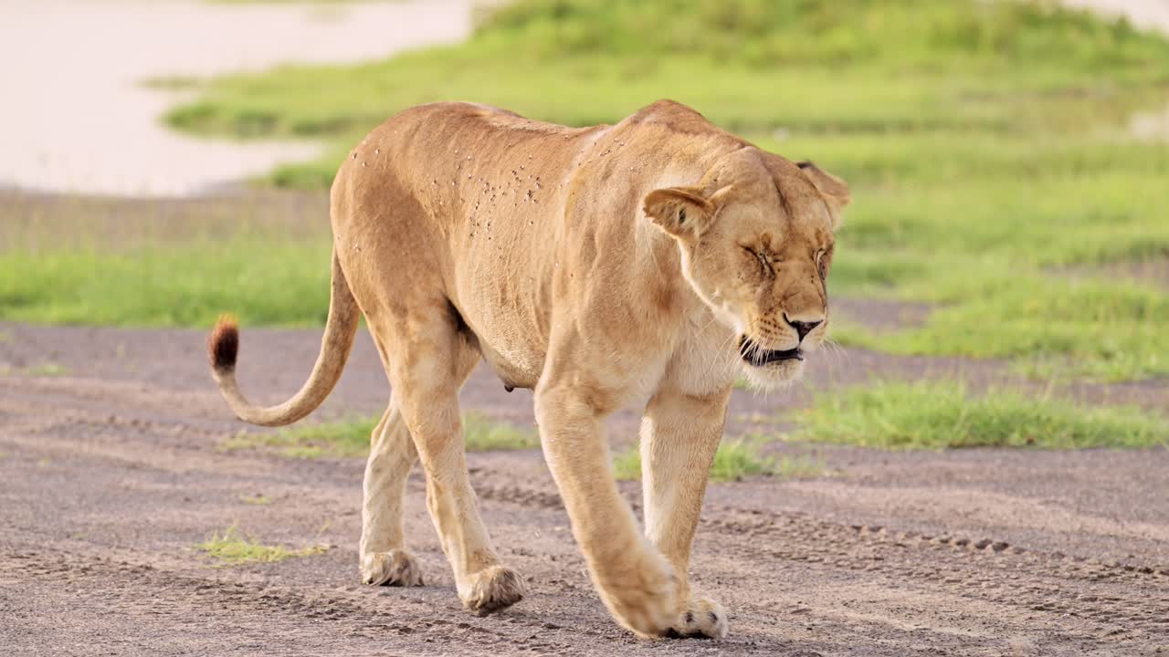 Lion Walking in Serengeti in Tanzania in Africa, African Animals and Wildlife Safari in Serengeti National Park, Lioness and Lions on the Move