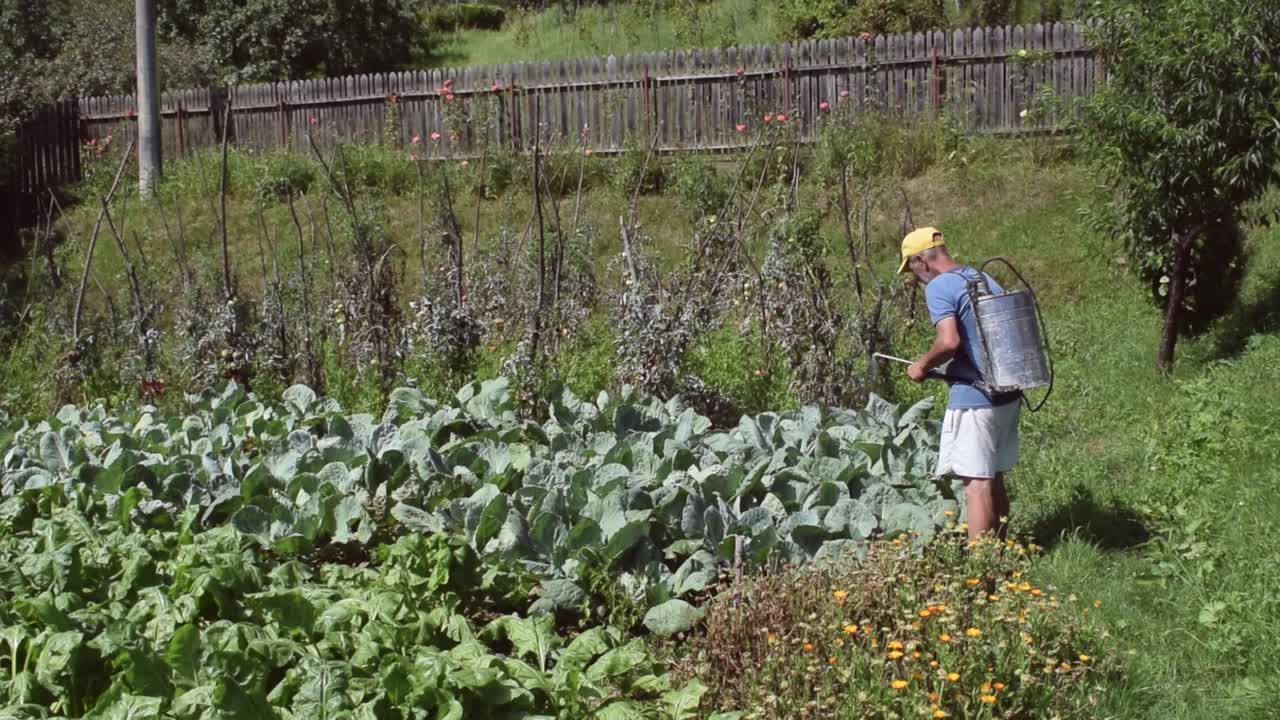 곤충으로부터 보호하기 위해 따뜻한 여름날 정원에 살포하는 한 남자의 와이드 샷