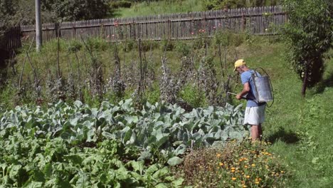 a wide shot of a man spraying his garden on a warm summer's day to protect from insects