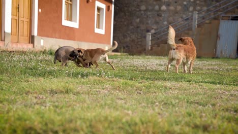 Two-Happy-Dogs-Playing-On-Grass-Together-In-House-Green-Yard