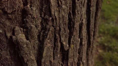 pill bug crawling on tree, camouflaged on brown bark, slowmo closeup