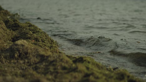 Close-view-of-the-shoreline-full-of-algae