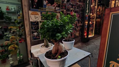 potted plants displayed outside a shop in naples