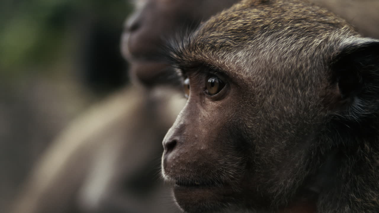 Monkey looking intently in Indonesian forest, slow motion