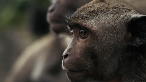 monkey looking intently in indonesian forest, slow motion