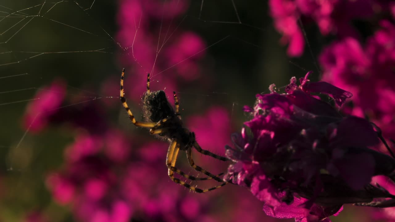 Araña en una flor