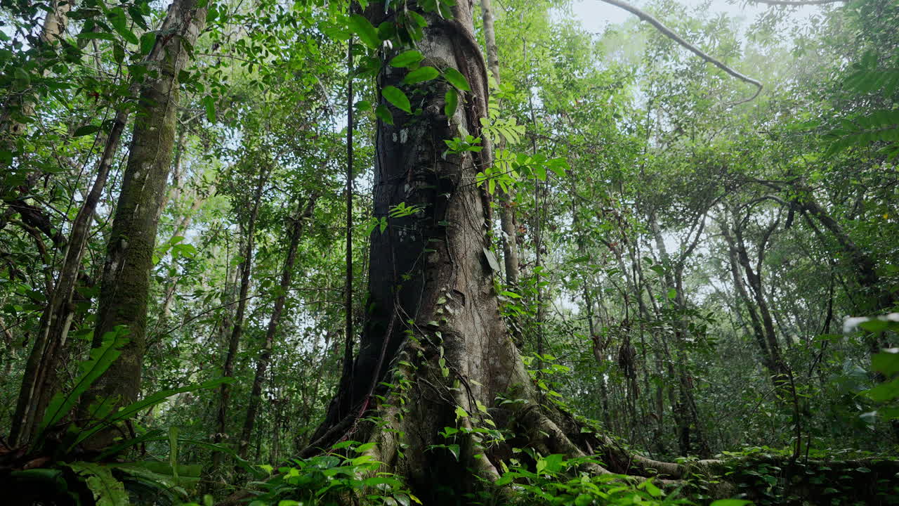 Giant Tree in Tropical Rainforest