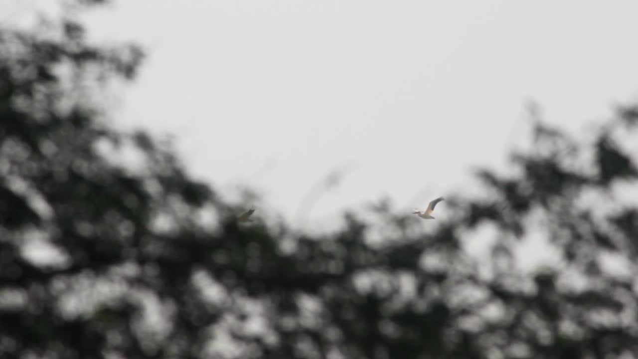 красивая группа белых цапель, летящих в группе в небе i белые индийские цапли летят стоковое видео