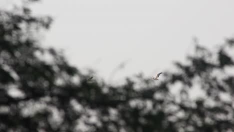 hermoso grupo de garzas blancas volando en grupo en el cielo i garzas indias blancas volando vídeos de archivo