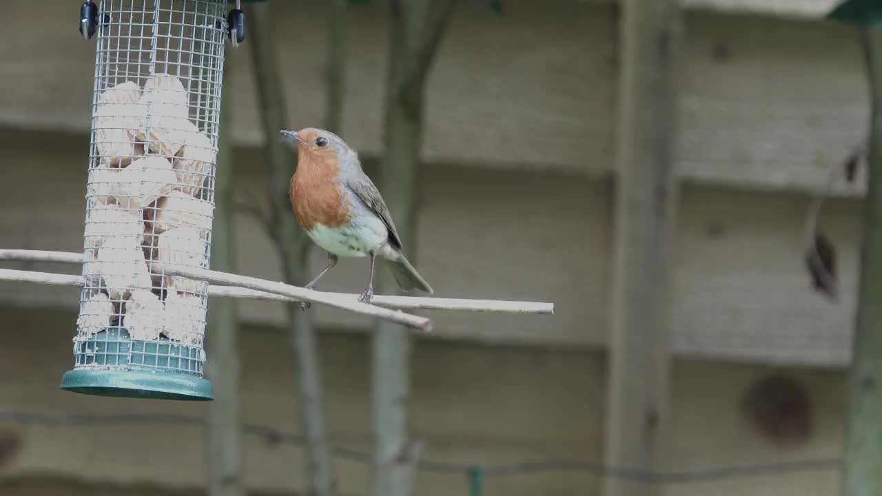 Erithacus rubecula, European robin, on a bird feeder