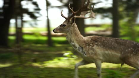 Rehe-Mit-Großen-Hörnern,-Die-In-Waldbäume-Laufen,-Haben-Angst-Vor-Jägern