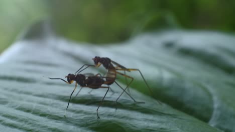 Zwei-Käfer-Paaren-Sich-Auf-Blättern-Im-Garten