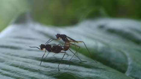 dos escarabajos apareándose en hojas en el jardín