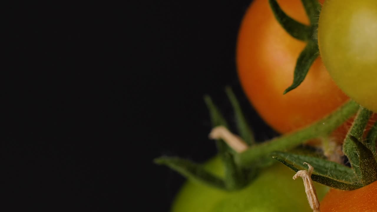Closeup trucking shot of a tomato plant with ripe and green tomatoes in a bunch, dark background
