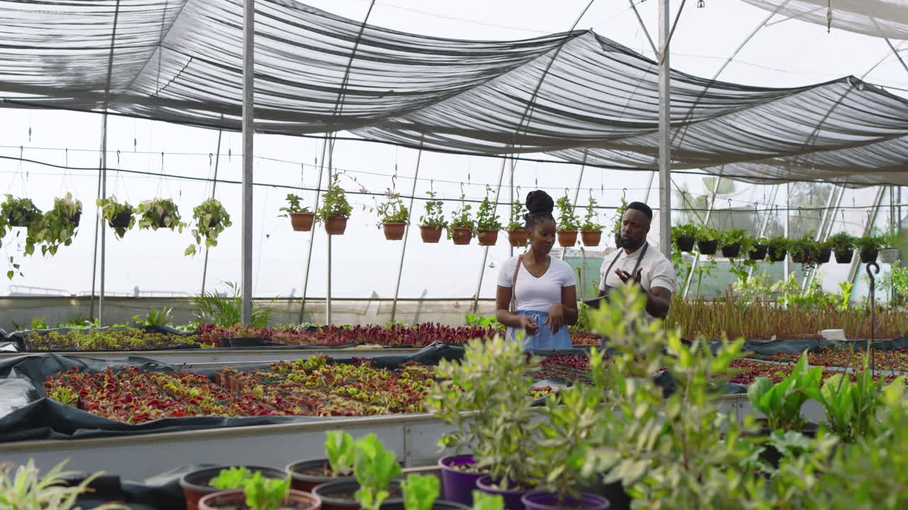 Tending plants, African American man and customer discussing gardening techniques in greenhouse