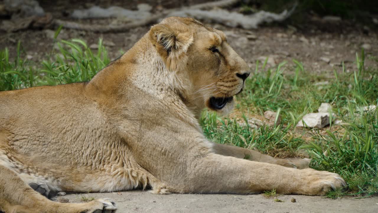 A lioness rests in her grassy enclosure at Zoo Montpellier, France. Majestic wildlife in captivity, showcasing conservation efforts. Ideal for nature, wildlife, or zoo-themed content.