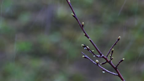 a gloomy spring day