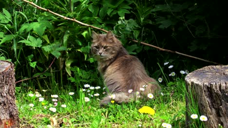 grey cat in meadow in summer