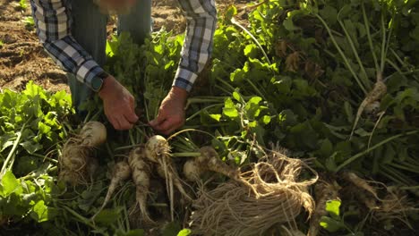 mature man working on farm