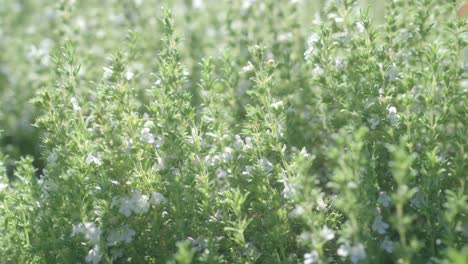 Las-Abejas-Recogen-Polen-De-Las-Flores