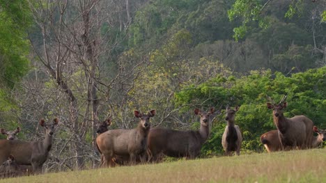 sambar, rusa unicolor, tailandia