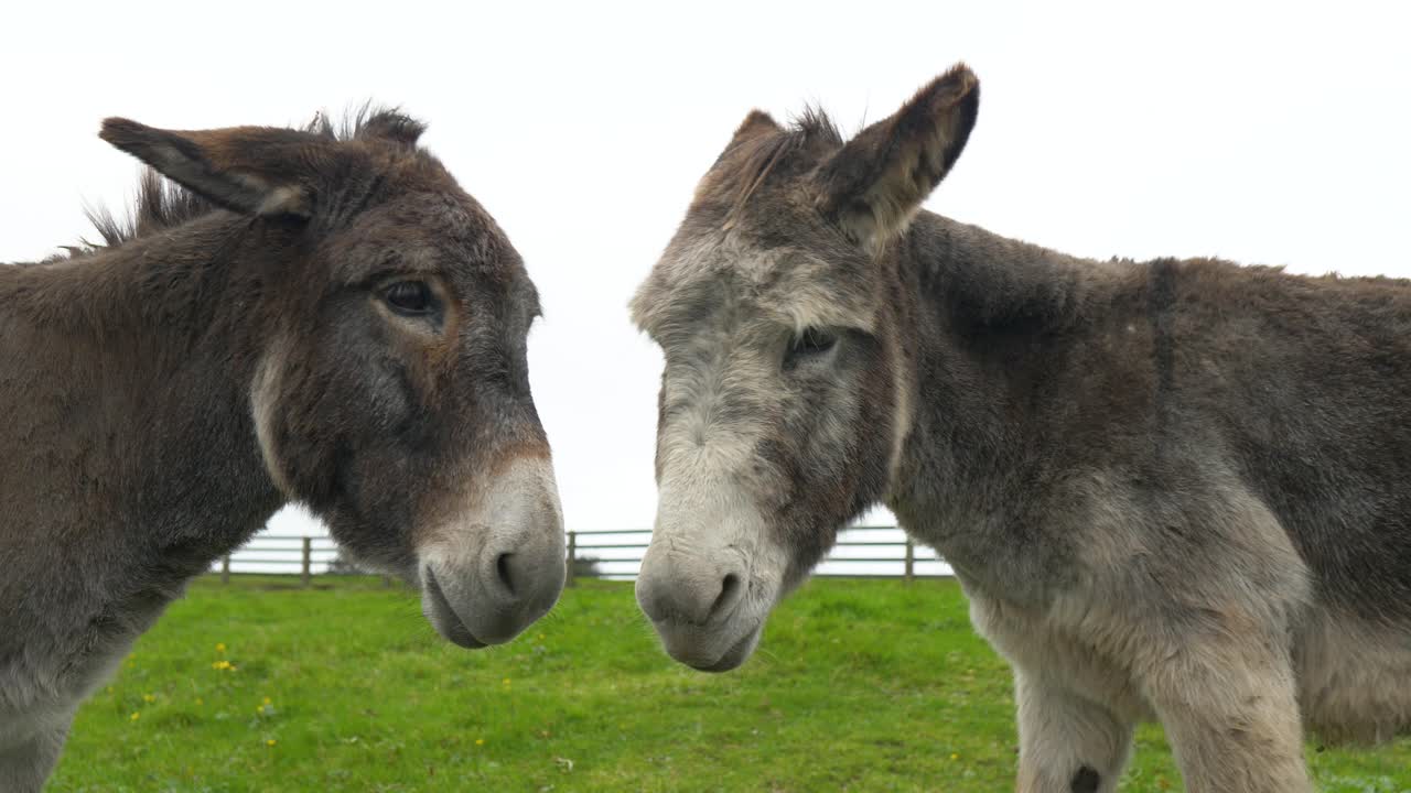 Primo piano di ritratti di asini nei paddock vicino alla collina di Tara nella contea di Meath, Irlanda