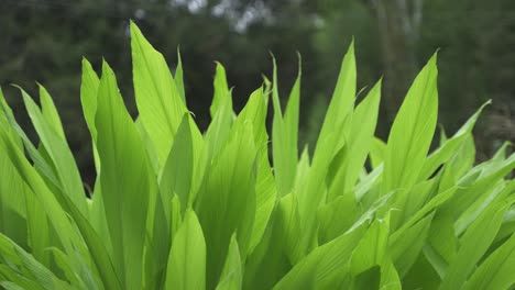 la cúrcuma se ha cultivado en zonas montañosas