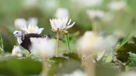 closeup shot of pheasant tailed jacana feeding in water lily pond in morning