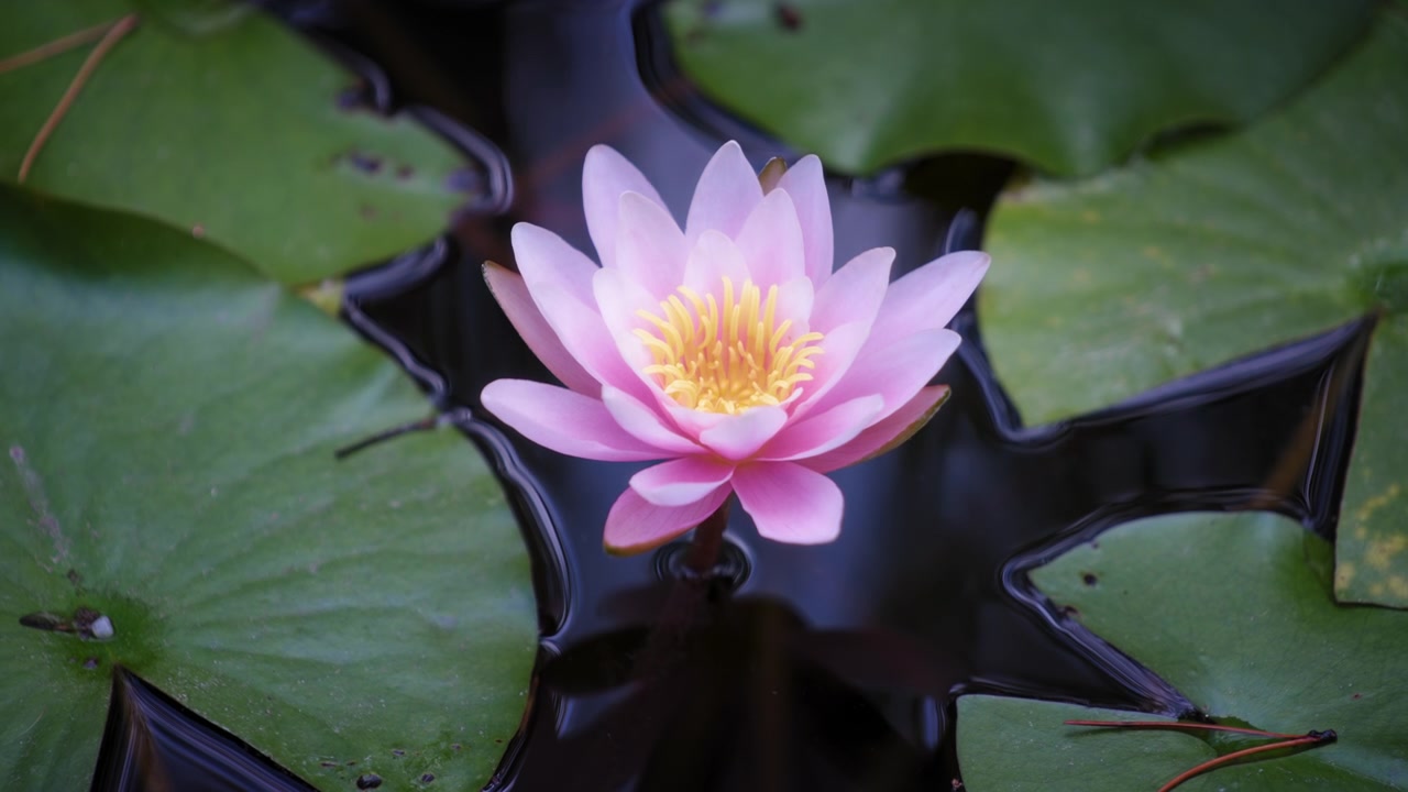 Havuzda güzel mor lotus