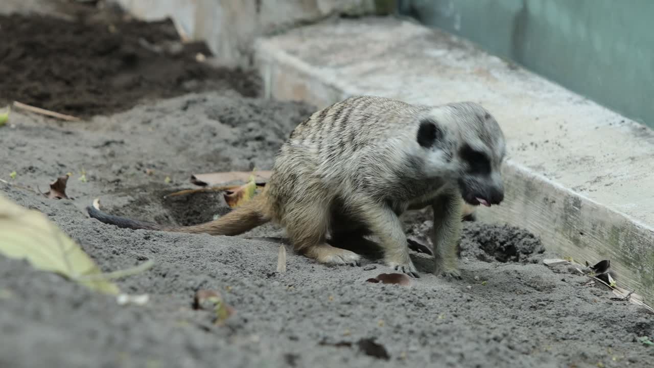 Meerkat Roaming Across Sandy Ground in Natural Habitat