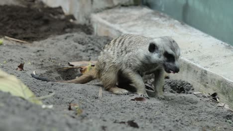 meerkat roaming across sandy ground in natural habitat