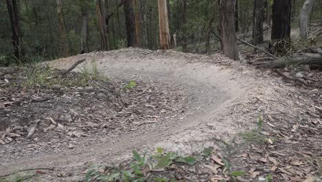 pedestal up shot of mountain bike singletrack corner (berm) on a mountain bike trail in queensland, australia.
