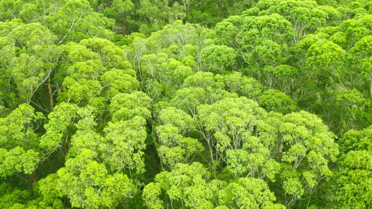 모든 좋은 것들은 야생적이고 자유롭습니다.