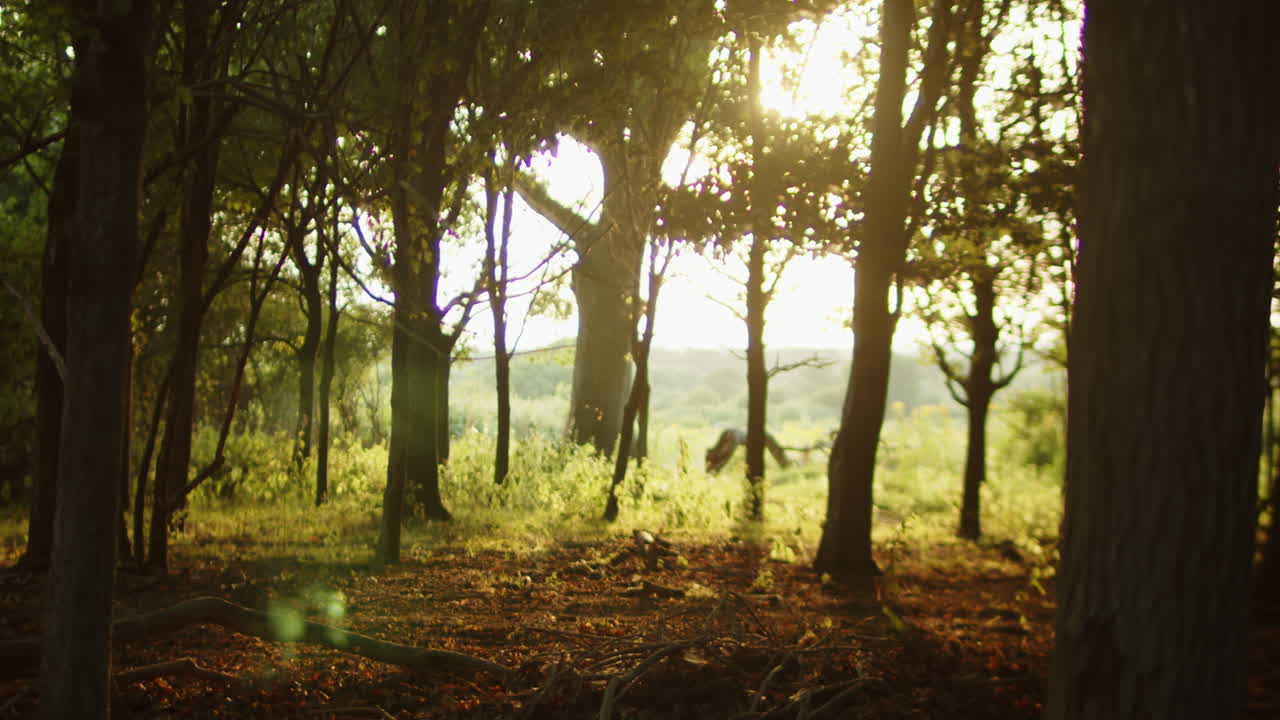 Beautiful shot of a forest and woodland at sunset with lens flare