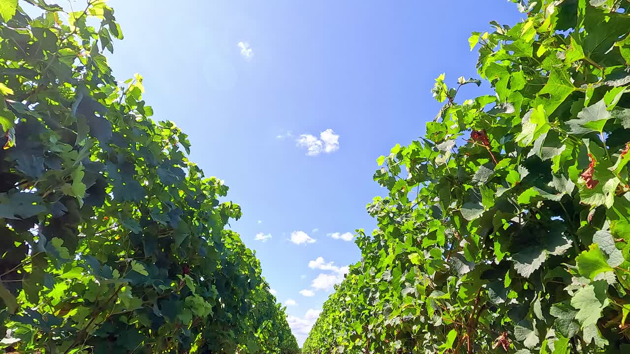 푸른 하늘 아래 울창한 포도원 줄을 걸어