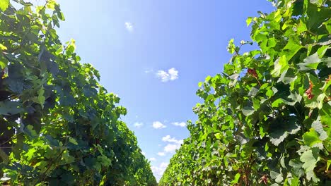 walking through lush vineyard rows under blue sky