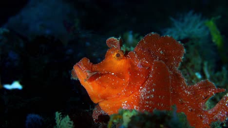 rhinopias eschmeyeri paddle-flap rhinopias scorpionfish with parasite lembeh 4k 25fps