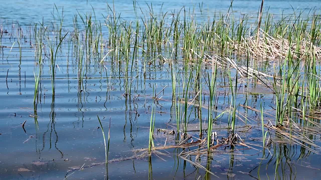 호숫가 근처의 식물 생활