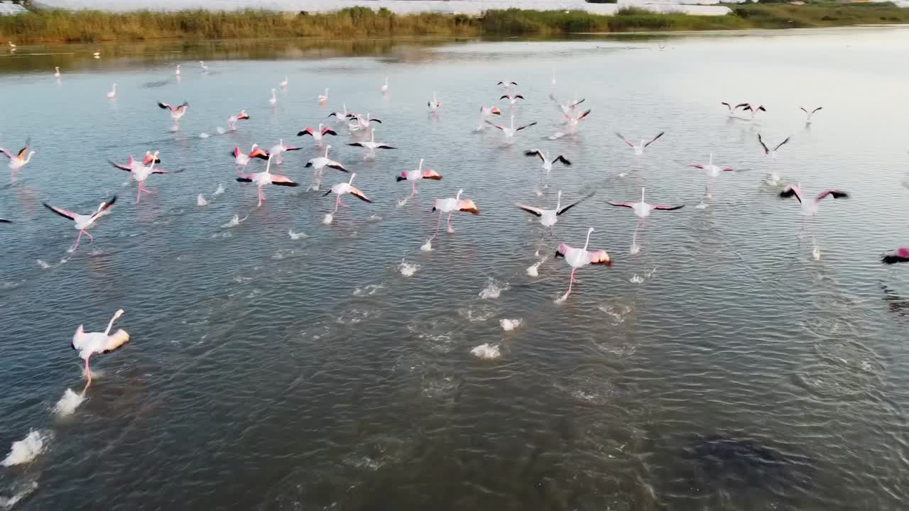 flamencos mayores en el sur de italia, despegue de bandadas, imágenes aéreas