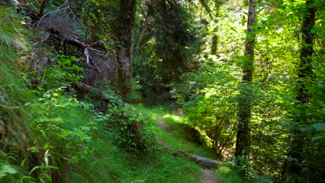 Caminando-Dentro-De-Un-Bosque-De-árboles-Verdes-Y-Un-Pequeño-Camino-De-Montaña