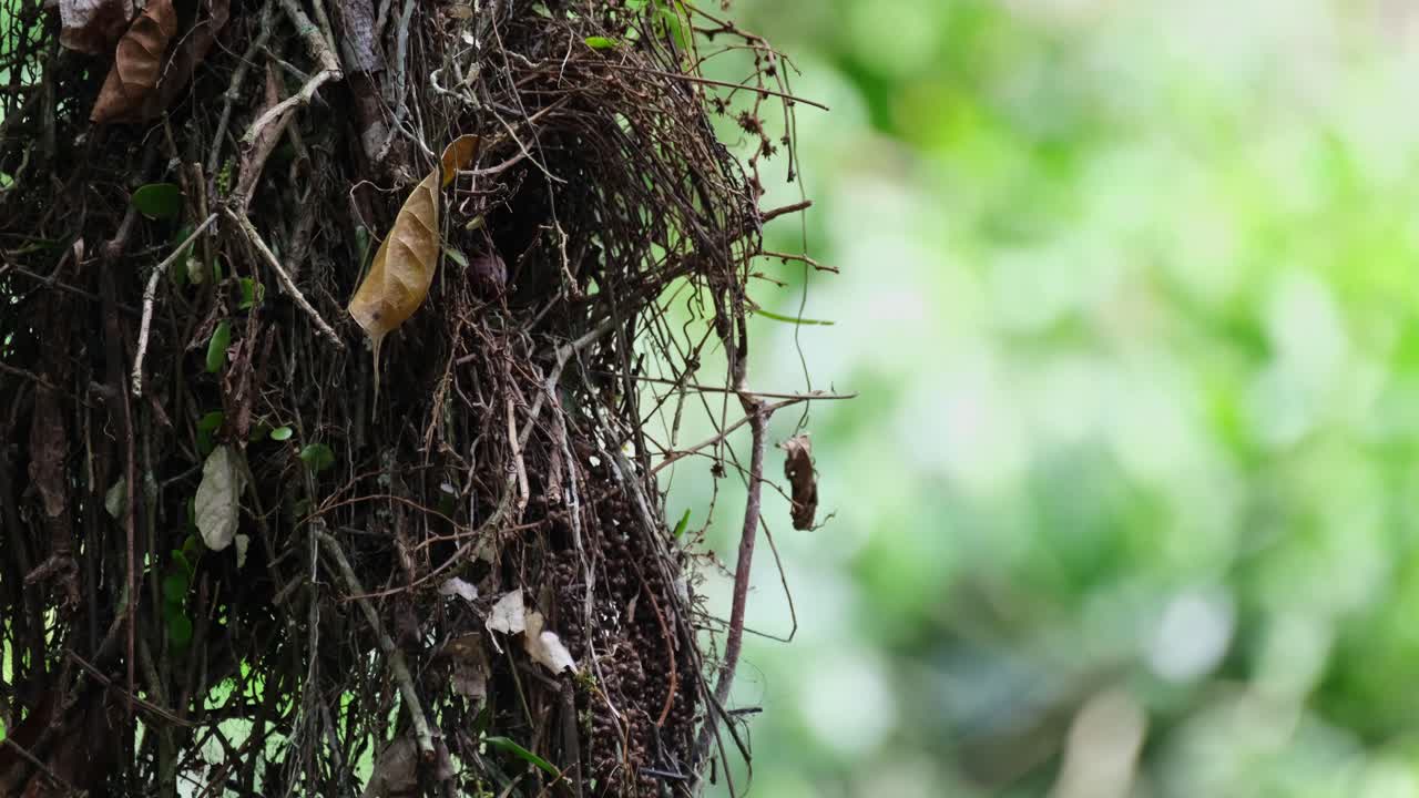 A nest with an individual inside moving with some gentle wind, Dusky Broadbill Corydon sumatranus, Thailand