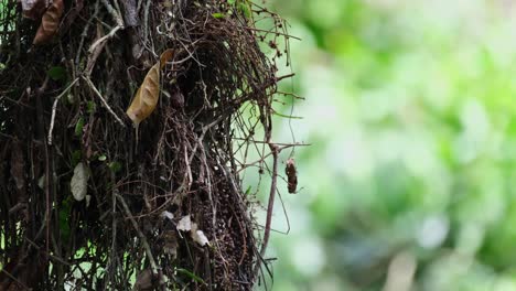 A-nest-with-an-individual-inside-moving-with-some-gentle-wind,-Dusky-Broadbill-Corydon-sumatranus,-Thailand