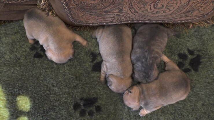 Filhotes de Bulldog Francês de raça pura recém-nascidos dormindo juntos em um sofá