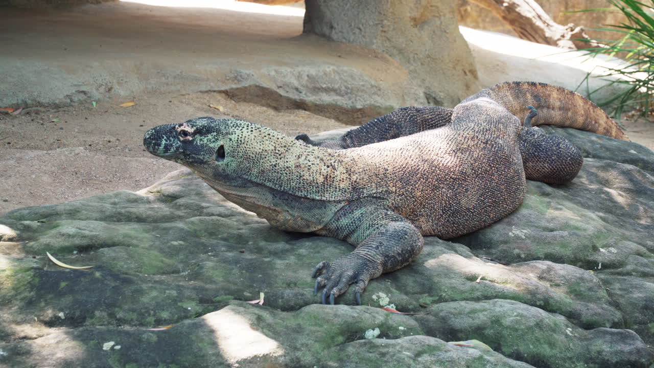 Komodowaran ruht auf Felsen im Zoo – Aufsicht, Nahaufnahme